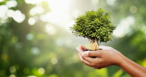 Read more about the article The Tradition of Tree Planting Ceremonies: Rooting Life Events in Nature